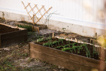 Homestead lifestyle. Onions and greens growing in raised garden bed close up. Growing vegetables and salad in urban organic garden.の写真素材
