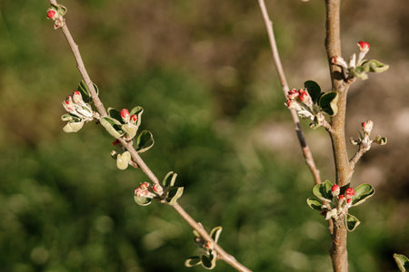 Blooming apple tree branch close up in spring garden. Homestead lifestyle. Apple buds on branch in urban organic gardenの写真素材