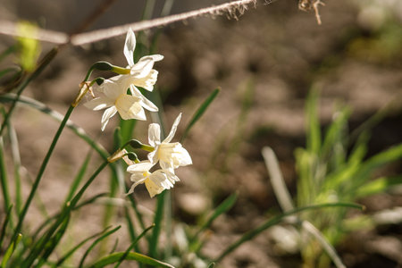 Beautiful daffodils in sunny garden. Daffodils spring flowers blooming in urban garden at modern farmhouseの写真素材