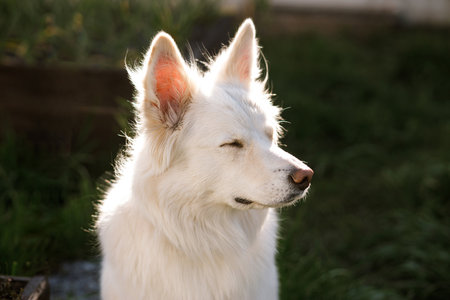 Adorable white dog sitting in sunny garden. Portrait of sweet fluffy dog in sunlight on background of urban garden. Pet and homesteadの写真素材