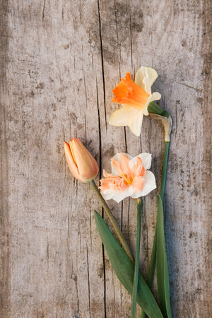 Beautiful daffodils and tulips rustic flat lay on aged wooden background. Copy space. Growing spring bulb flowers in urban garden. Floral rural template and cardの写真素材