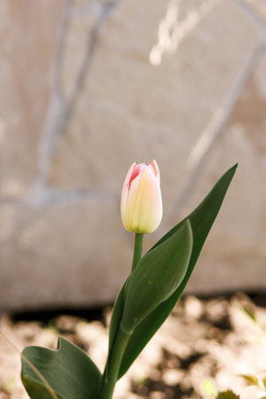 Beautiful tulips in sunny garden. Pink tulips spring flowers blooming in urban garden. Homestead lifestyleの写真素材