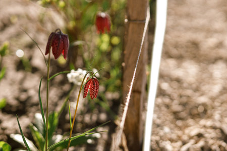 Beautiful fritillaria flowers in sunny garden. Red fritillaria meleagris spring flowers in urban gardenの写真素材