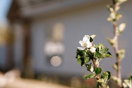 Blooming apple tree branch close up on background of modern countryside house. Homestead lifestyle. Apple flowers in urban organic gardenの写真素材