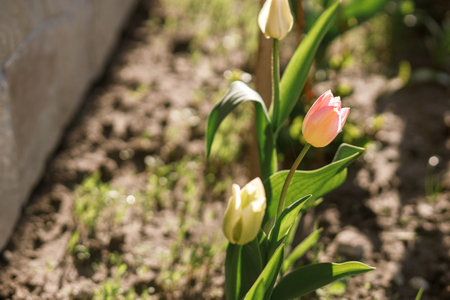 Beautiful tulips in sunny garden. Pink tulips spring flowers blooming in urban garden. Homestead lifestyleの写真素材