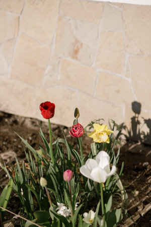 Beautiful tulips and daffodils in sunny garden. Pink tulips and yellow daffodils spring flowers blooming in urban garden at modern farmhouseの写真素材