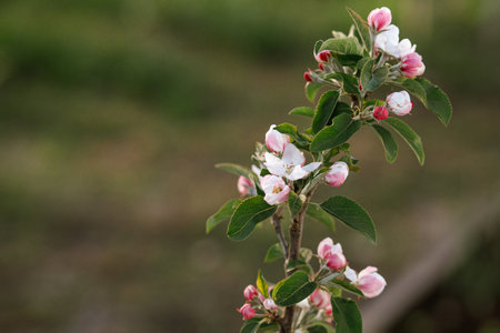 Blooming apple tree branch close up in spring garden. Homestead lifestyle. Apple pink and white flowers in urban organic gardenの写真素材