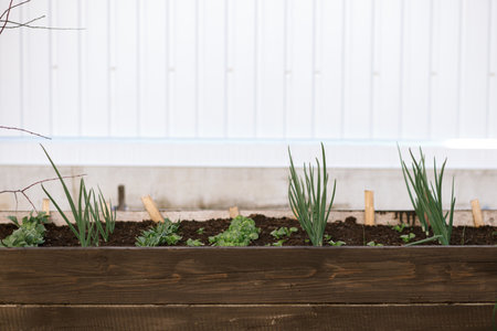 Onions and greens growing in raised garden bed close up. Growing vegetables and salad in urban organic garden. Homestead lifestyleの写真素材