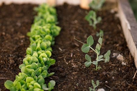 Pea stem and greens growing in raised garden bed close up. Growing vegetables and salad in urban organic garden. Homestead lifestyleの写真素材