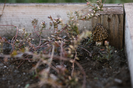 Morchella mushrooms growing in garden close up. True morels. Morchella esculenta. Fungi delicacy, delicious edible mushroomsの写真素材