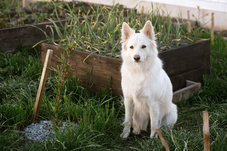 Adorable white dog sitting in sunny garden. Portrait of sweet fluffy dog in sunlight on background of urban garden. Pet and homesteadの写真素材