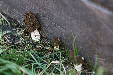 Morchella mushrooms growing in garden close up. True morels. Morchella esculenta. Fungi delicacy, delicious edible mushroomsの写真素材