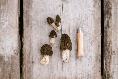 Morchella mushrooms and knife on wooden background flat lay. True morels. Harvesting Morchella esculenta, copy space. Fungi delicacy, delicious edible mushroomsの写真素材