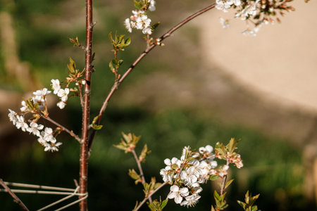 Blooming cherry tree branch close up in sunny spring garden. Homestead lifestyle. Cherry flowers in urban organic gardenの写真素材