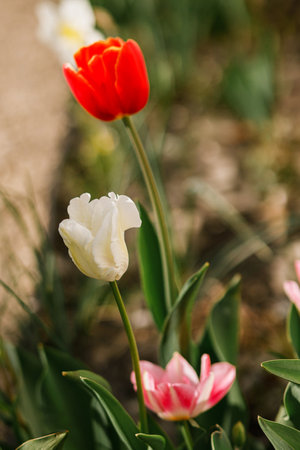 Beautiful tulips in sunny garden. Pink and red tulips spring flowers blooming in urban garden. Homestead lifestyleの写真素材