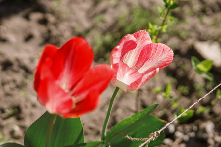 Beautiful tulips in sunny garden. Pink and red tulips spring flowers blooming in urban garden. Homestead lifestyleの写真素材