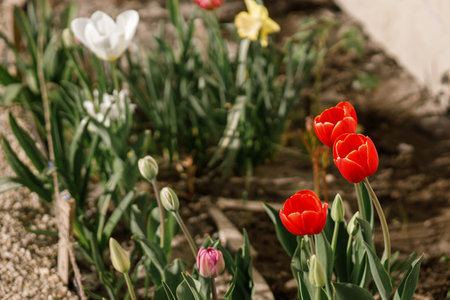 Beautiful tulips in sunny garden. Pink and red tulips spring flowers blooming in urban garden. Homestead lifestyleの写真素材