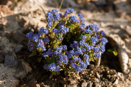 Beautiful forget me nots flowers in sunny garden. Homestead lifestyle. Blue spring flowers in urban gardenの写真素材