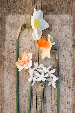 Beautiful daffodils flat lay on rustic wooden background. Growing spring bulb flowers in urban garden. Daffodils on aged wood with copy space. Floral rural templateの写真素材