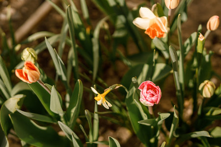 Beautiful tulips and daffodils in sunny garden. Pink tulips and yellow daffodils spring flowers blooming in urban garden at modern farmhouseの写真素材