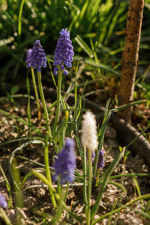 Beautiful muscari flowers in sunny garden. Blue spring flowers in urban garden. Homestead lifestyleの写真素材