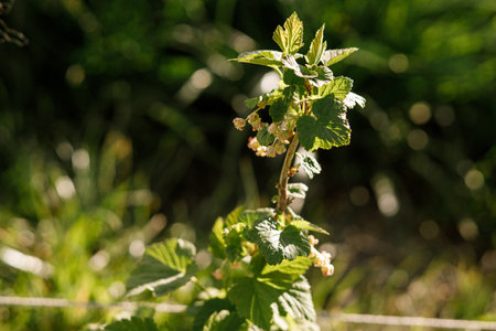 Currant bush branch with flowering buds close up in sunny spring garden. Homestead lifestyleの写真素材