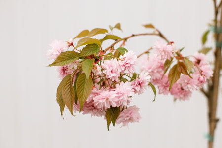 Blooming sakura tree branch close up on background of white fence in spring garden. Cherry pink flowers in urban organic gardenの写真素材