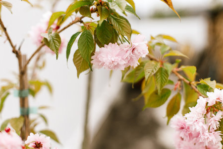 Blooming sakura tree branch close up on background of white fence in spring garden. Cherry pink flowers in urban organic gardenの写真素材