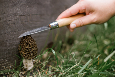 Hand with knife gathering morchella mushrooms close up. True morels. Harvesting Morchella esculenta. Fungi delicacy, delicious edible mushroomsの写真素材