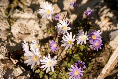 Beautiful anemone flowers in sunny garden. Purple and white anemone blanda spring flowers in urban garden. Homestead lifestyleの写真素材
