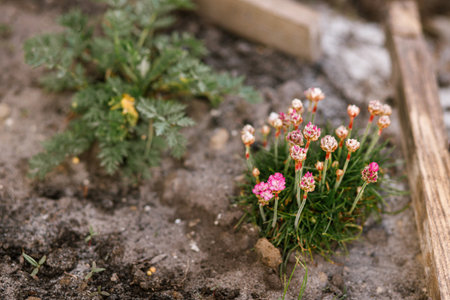 Armeria close up in sunny spring garden. Pink flowers in urban organic gardenの写真素材