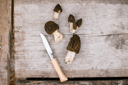 Morchella mushrooms and knife on wooden background flat lay. True morels. Harvesting Morchella esculenta, copy space. Fungi delicacy, delicious edible mushroomsの写真素材