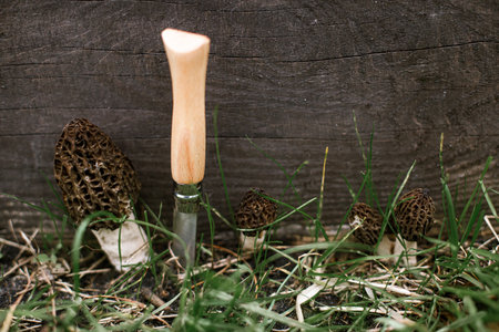 Morchella mushrooms growing in garden  and knife close up. True morels. Gathering Morchella esculenta. Fungi delicacy, delicious edible mushroomsの写真素材