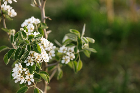 Blooming pear tree branch close up in spring garden. Homestead lifestyle. Pear white flowers in urban organic gardenの写真素材