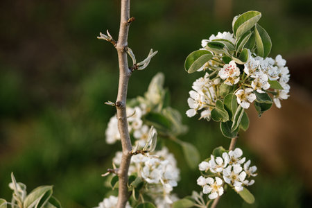 Blooming pear tree branch close up in spring garden. Homestead lifestyle. Pear white flowers in urban organic gardenの写真素材