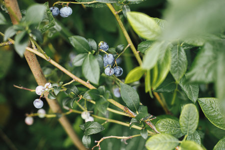 Blueberry branch with berries closeup in organic garden. Homestead lifestyle, growing berries. Gardening wallpaperの写真素材