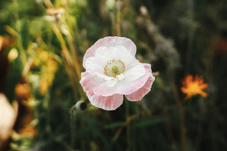 Beautiful poppy blooming in english cottage garden. Close up of pink poppy flower in wild natural garden. Floral wallpaperの写真素材