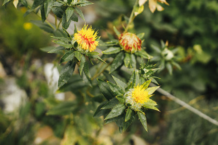 Beautiful carthamus blooming in cottage garden. Close up of orange safflower flowers, dye false saffron. Floral wallpaper. Homestead and natural gardenの写真素材