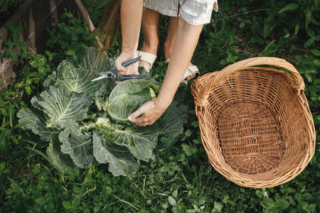 Person harvesting cabbage from raised garden bed. Hands gathering cabbage close up in urban organic garden. Homestead lifestyle and permacultureの写真素材