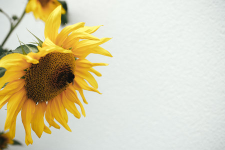 Bumblebee on beautiful sunflower close up on white background in urban organic garden. Pollination and agriculture. Pollinating flowersの写真素材