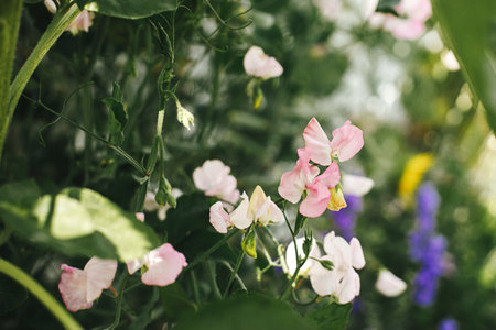 Beautiful sweet pea blooming in cottage garden. Close up of pink lathyrus flowers. Floral wallpaper. Homestead lifestyle and wild natural gardenの写真素材