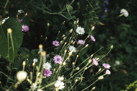 Beautiful xeranthemum blooming in cottage garden. Close up of pink and white flowers. Homestead and natural gardenの写真素材