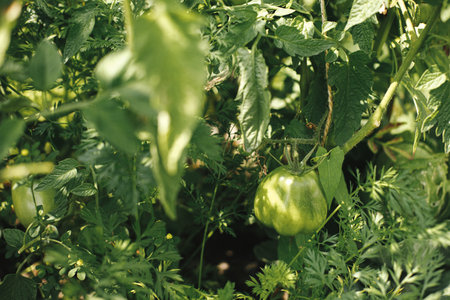 Tomatoes growing in urban garden. Green tomatoes and leaves close up in garden bed. Home grown food and organic vegetables. Gardening bannerの写真素材
