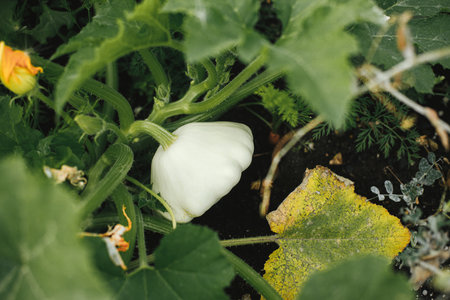 Patty pan growing in urban garden. White pattypan squash leaves and head close up. Home grown food and organic vegetables. Community gardenの写真素材