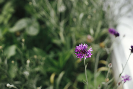 Beautiful cornflower blooming in english cottage garden. Close up of purple cornflower wildflower in grass. Floral wallpaper. Homestead lifestyle and wild natural gardenの写真素材