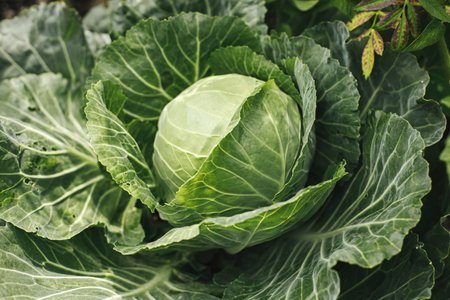 Cabbage growing in urban garden. Cabbage leaves and head close up. Home grown food and organic vegetables, gardening bannerの写真素材