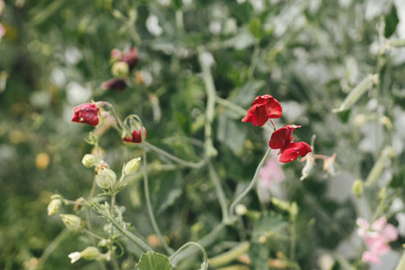 Beautiful sweet pea blooming in cottage garden. Close up of red lathyrus flowers. Floral wallpaper....