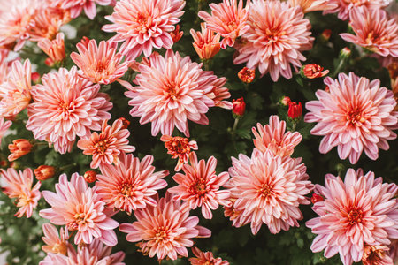 Beautiful autumnal moms flowers. Autumn decor of house entrance. Pink chrysanthemum, floral wallpaperの写真素材