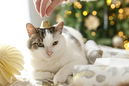 Woman playing with cute cat with golden bell while decorating christmas gift box with modern ornaments on background of stylish christmas tree. Merry Christmas and Happy Holiday. Funny petの写真素材