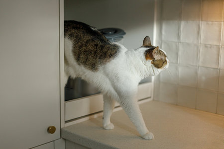 Adorable cat walking on modern kitchen countertop. Funny cute kitty in stylish minimal scandinavian kitchen. Pets and homeの写真素材